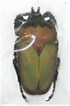 Compsocephalus (Stephanocrates) bennigseni A1 male 40 mm
