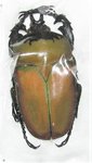 Compsocephalus (Stephanocrates) bennigseni mâle A1 39+ mm