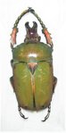 Compsocephalus dmitriewi dmitriewi mâle A1 32 mm