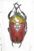 Eudicella aethiopica aethiopica mâle A1  37+ mm