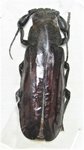 Bolbotritus bainsi mâle A2 bon 56 mm