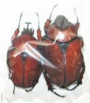 Fornasinius russus couple A1 (mâle 47 mm)