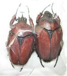 Fornasinius russus couple A1 (mâle 50 mm)