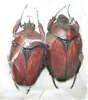Fornasinius russus A1 pair (male 50 mm)