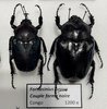 Fornasinius russus forme noire couple A1 (M. 43 mm)