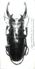 Odontolabis dalmani intermedia mâle A1  91 mm