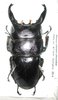 Dorcus titanus yasuokai mâle A1  87 mm