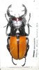 Odontolabis spectabilis mâle A1 69 mm