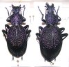 Procerus scabrosus tauricus couple A1 (40+ mm)