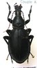 Macrothorax aumonti maroccanus A1/A- male