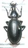 Macrothorax aumonti maroccanus mâle A1
