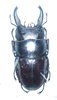 Dorcus taurus gyphaetus mâle A1 50 mm