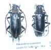 Plocaederus scapularis couple A1