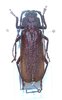 Prionobius myardi mâle A1