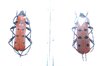 Rosalia (Eurybatus) borneensis A1 pair (M. 24 mm)