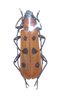 Rosalia laeta mâle A1 24 mm