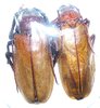 Agrioanome spinicollis A1 pair