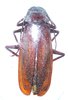 Macrotoma natala femelle 62 mm