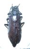Lachneophysis rougeoti femelle A1 40 mm