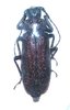 Lachneophysis rougeoti mâle A1 33+ mm