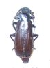Apocaulus abyssinicus A2 female 32 mm