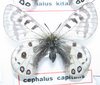Parnassius cephalus capitalis male