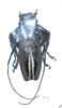 Standiata monikae femelle A1 31 mm