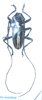 Standiata monikae mâle A1  31 mm