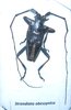 Strandiata abyssinica mâle A-  24 mm