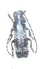 Cymatura fasciata mâle A1