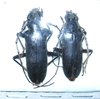 Neoplocaederus sp? couple A1