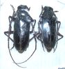 Neoplocaederus sp? A1 pair