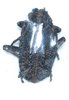 Phantasis dolosa satanica mâle A1  26 mm