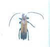 Nupserha strigicollis mâle A1