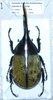 Natural Hybride of Dynastes hercules lickyi and ecuatorianus male A1 112 mm