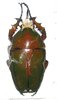 Mecynorrhina torquata immaculicollis mâle A1 62 mm forme