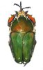 Mecynorrhina torquata immaculicollis mâle A1 73+ mm forme