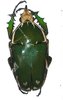 Mecynorrhina torquata immaculicollis mâle A1 55 mm forme