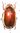 Chrysina aurigans femelle A1 rouge