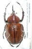 Golofa obliquicornis mâle A1 48 mm