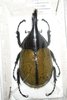 Dynastes hercules ecuatorianus mâle A1 Teratologique 96 mm