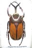 Megalorrhina harrisi peregrina mâle A1 58+ mm