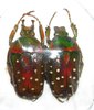 Stephanorrhina adelpha molleti  A1 pair