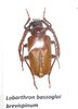 Lobarthron bassogoi brevispinum mâle A1 30 mm