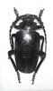 Mesoprionus besicanus mâle A1  39 mm
