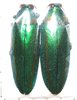 Chrysochroa rajah thailandica A1 pair