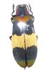 Chrysochroa corbetti A1 male
