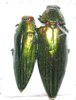 Chrysochroa purpuriventris marinae couple A1