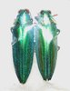 Chrysochroa vittata couple A1