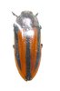 Conognatha souberbii mâle A1